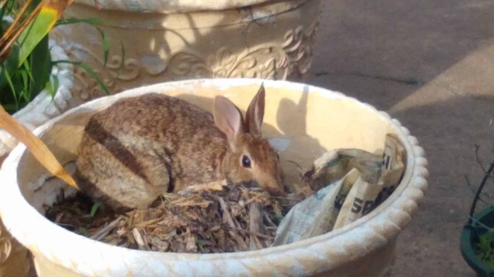Brown rabbit laying down in a large planter