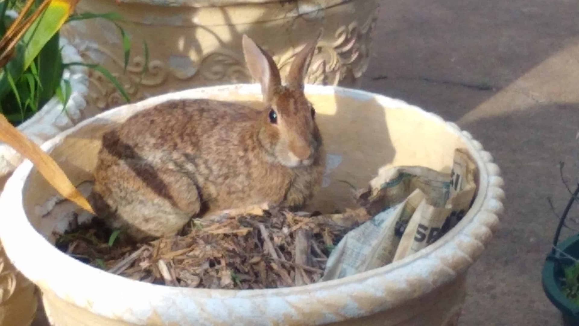 Brown rabbit in a planter looking directly at the camera