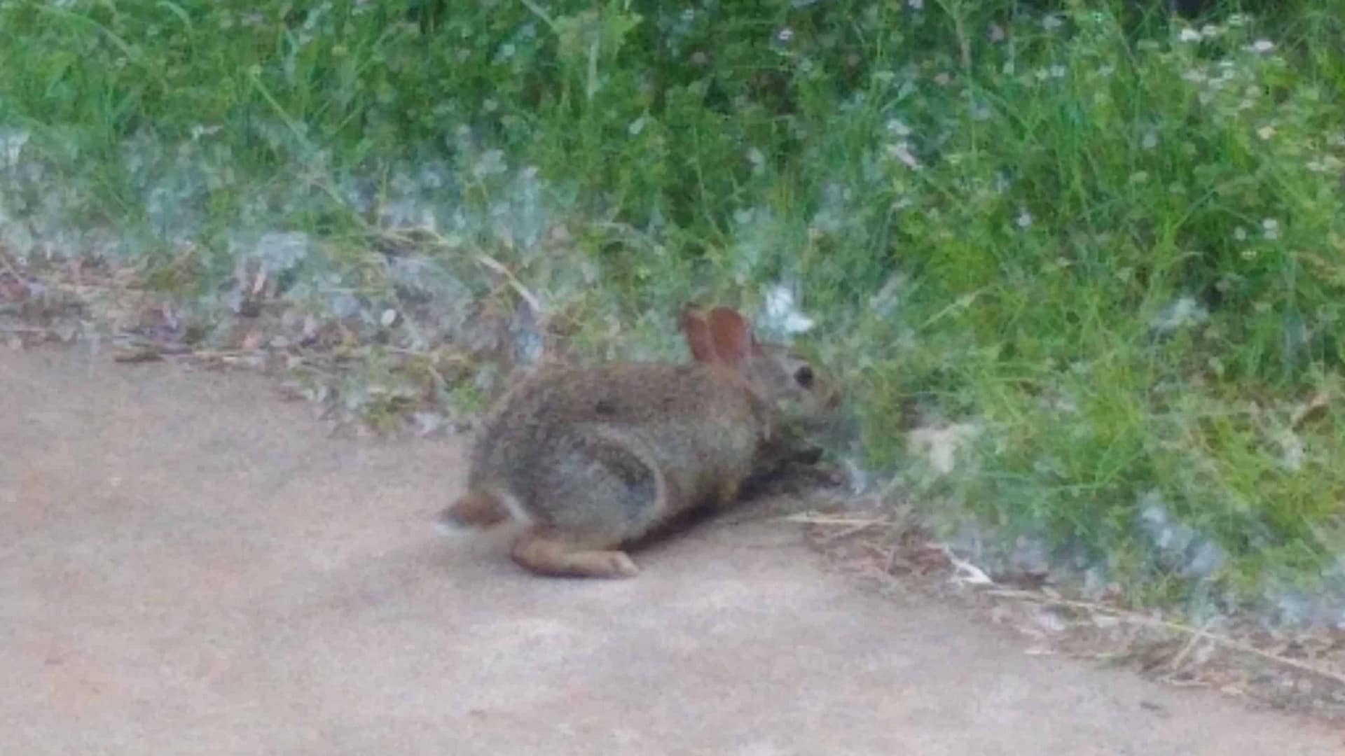 Baby bunny Brown bunny on a concrete patio