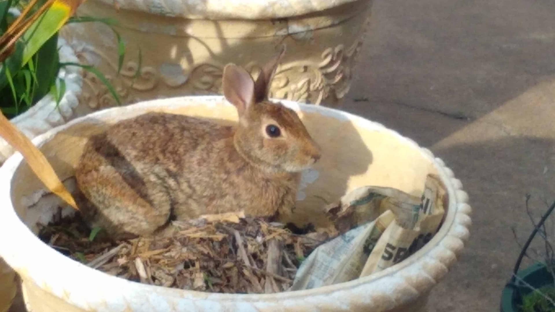 Brown rabbit sitting in a planter